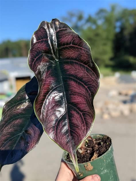 Alocasia Azlanii 4" • Cross Creek Nursery and Landscape