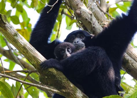 Siamang – Tambling Wildlife Nature Conservation