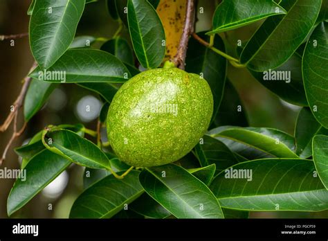 Pond apple (Annona glabra) fruit closeup, green - Davie, Florida, USA ...