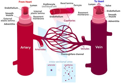 Arterioles definition & arterioles function