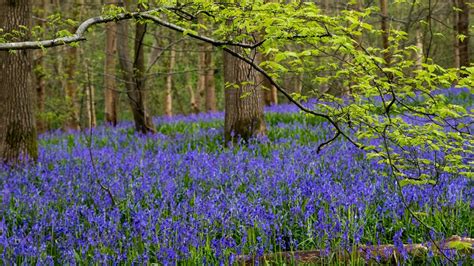 Hole Park Gardens - Ashford and Tenterden