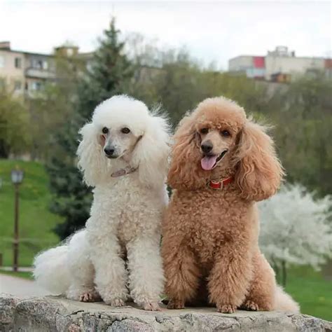 Poodle Dogs Breed: Facts and Information