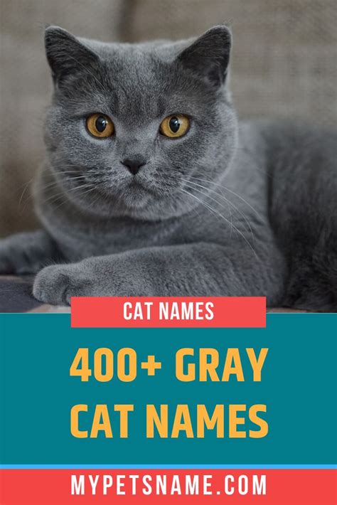 Gray Cat Names | Grey cat names, Cat names, Grey cats