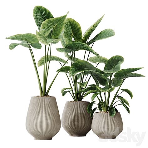 HQ HousePlants Cunjevoi Alocasia Jardin Brisbanensis Fittingly Elephant ...