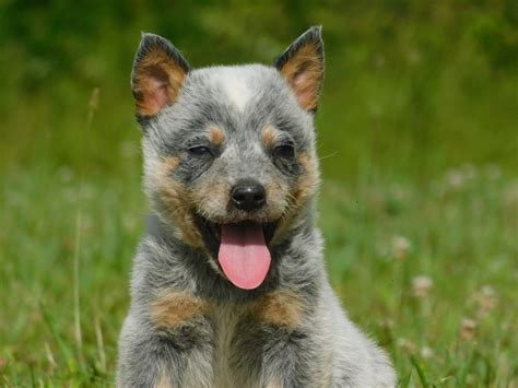 Australian Cattle Dog Puppies For Sale California : Australian Cattle ...