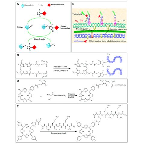 | (A) Thiol-maleimide ligation mechanism. (B) Schematic of the binding ...