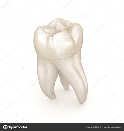 Dental Anatomy First Maxillary Molar Tooth Medically Accurate Dental ...