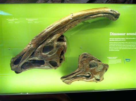 A Parasaurolophus skull at the Natural History Museum in LA! #NMH # ...