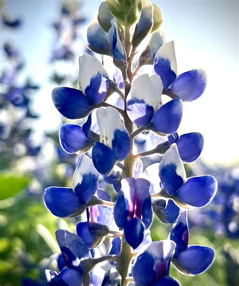 When to plant bluebonnet seeds: for brilliant blue flowers | Homes ...