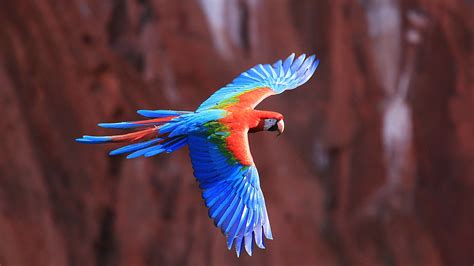 Flying blue, green, and red parrot HD wallpaper | Wallpaper Flare