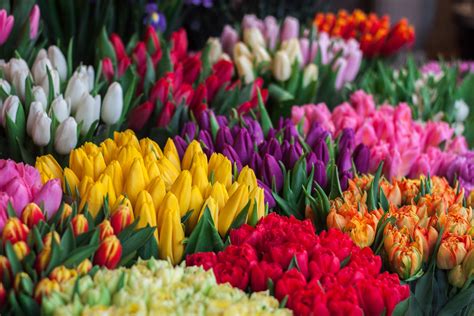 The Language of Flowers: Here’s What Different Flower Colors Mean