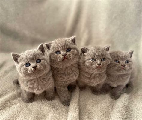 Adorable British Shorthair Kittens (Only one girl left) | in Croydon ...