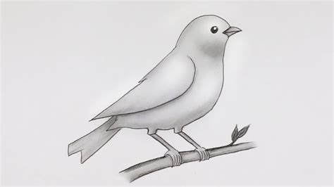 Simple Bird Drawing | Easy Pencil Sketch and Shading #drawing - YouTube