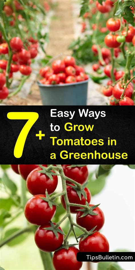 7+ Easy Ways to Grow Tomatoes in a Greenhouse