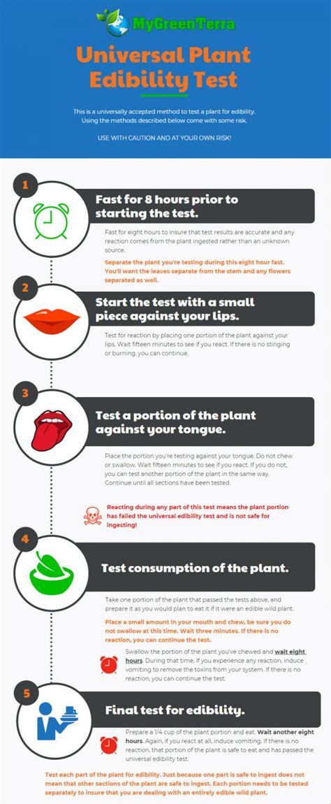 Guidelines For Foraging For Wild Edibles - MyGreenTerra - HealthyLife