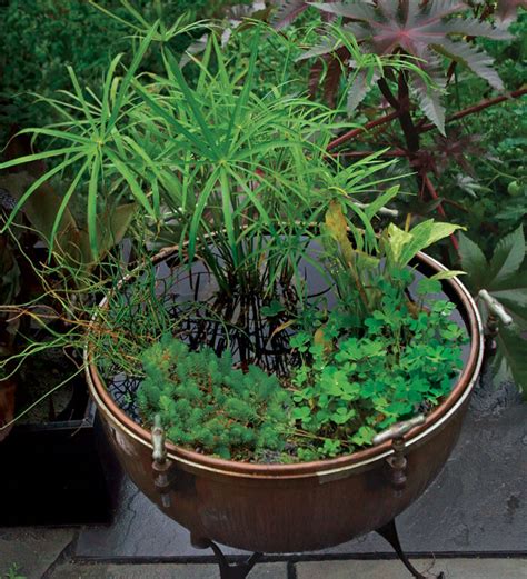 How to Make a Water Garden in a Pot - Fine Gardening