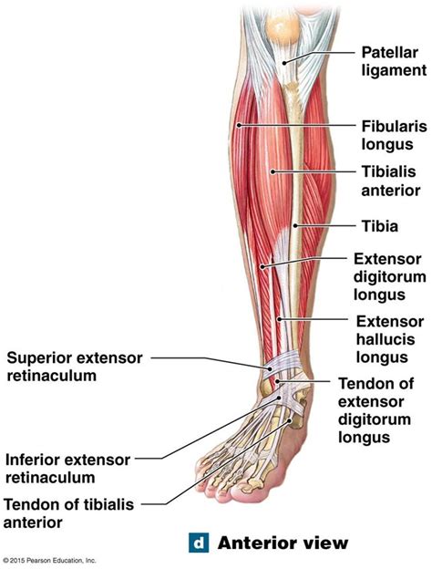 lateral and medial view of the extrinsic muscles that move the foot and ...