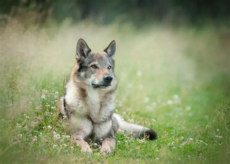 Can German Shepherds And Wolves Interbreed