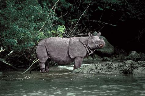 Javan rhino population holds steady amid ever-present peril