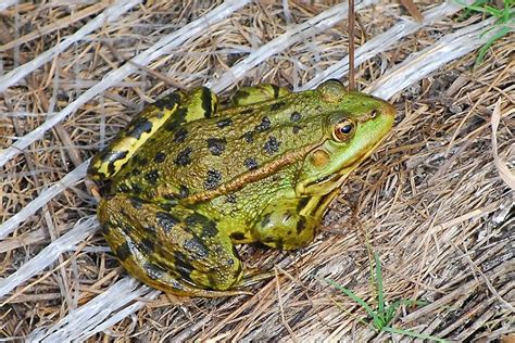 Marsh Frog Frog And Toad, Reptiles And Amphibians, Frogs, Pond, British ...