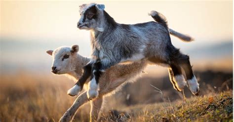 Lamb vs Goat: 5 Key Differences - IMP WORLD