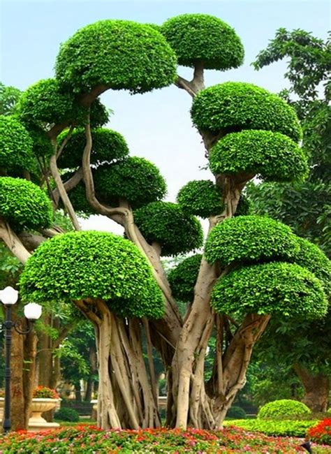 Here are 30+ of the most beautiful trees in the world that look ...