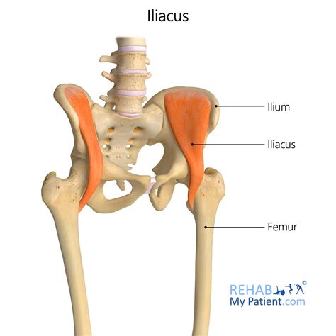 Iliacus | Rehab My Patient