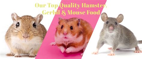 Food For Gerbils, Hamsters and Mice | Small Pet Select