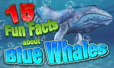 15 Fun Facts about Blue Whales - Prongo.com