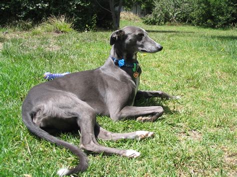 Blue Greyhound dog photo and wallpaper. Beautiful Blue Greyhound dog ...