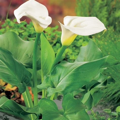 Buy arum lily Zantedeschia aethiopica