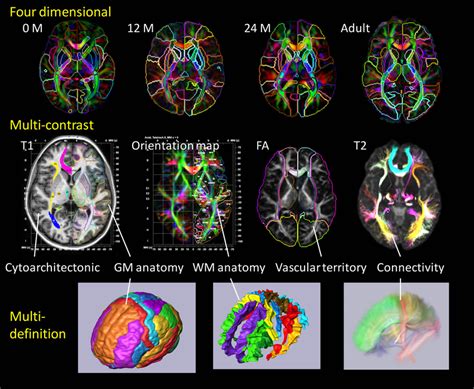 Panels show a current brain atlas, including 3D anatomical information ...