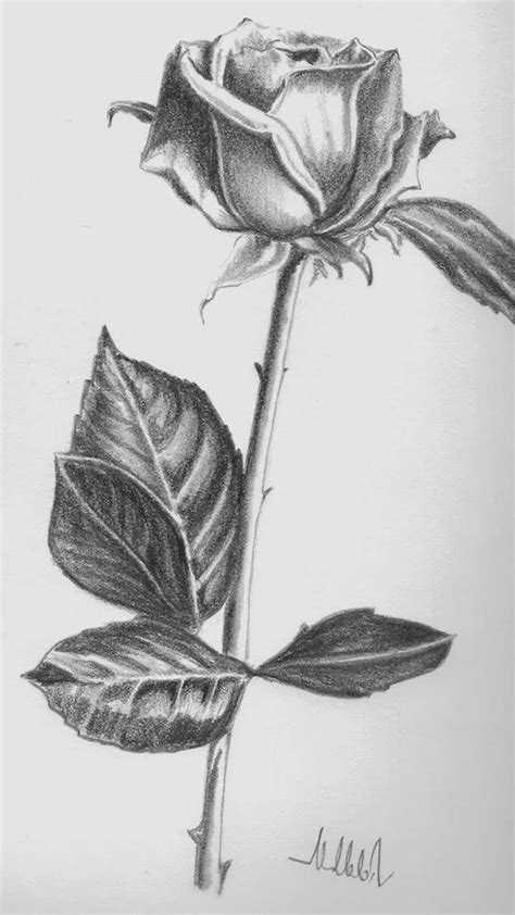 rosa a lapiz | Flores para dibujar, Dibujos de rosas, Easy pencil drawings