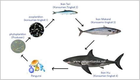 Rantai Makanan Ekosistem Laut Beserta Gambar dan Penjelasannya – Blog ...