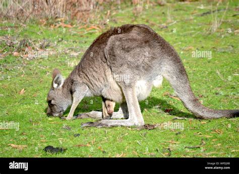 Close shot of a kangaroo eating grass while carrying its baby at ...