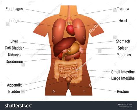 Internal Organs Chart Schematic Anatomy Diagram With, 53% OFF