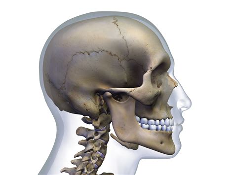 amenaza Duplicar Tejido anatomy of base of skull and neck temerario ...