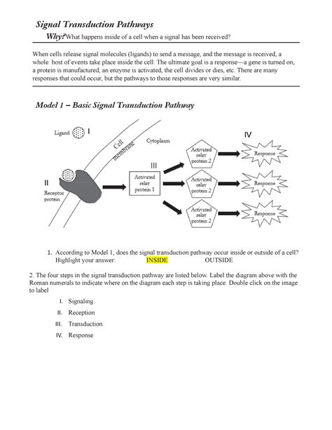 35 Signal Transduction Pathways Worksheet Answers - support worksheet