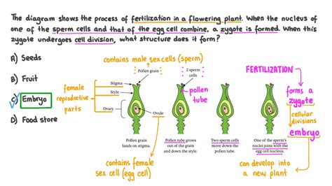 Question Video: Identifying the Structure That Is Formed When a Zygote ...