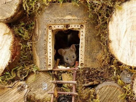 House Of Mouse: Photographer Builds Lucky Mouse Family A Lovely ...