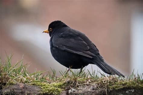 Common Blackbird (Male) - IMG_3012 - Edited | Graeme Porter | Flickr