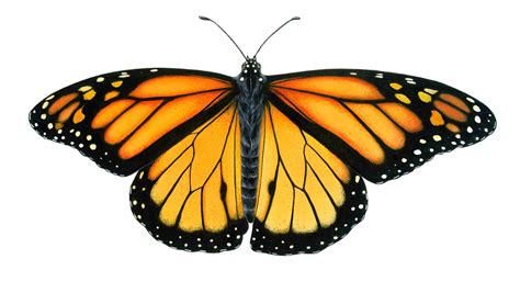 Monarch Butterfly Drawing at GetDrawings | Free download