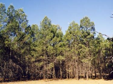 Cypress-pine | Environment, land and water | Queensland Government