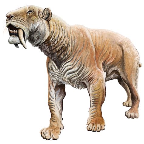 Real Saber Tooth Tiger Pictures