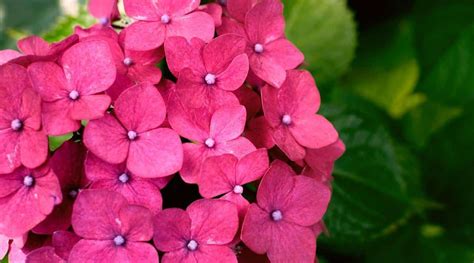 17 Red Hydrangea Varieties With Beautiful Red Blooms