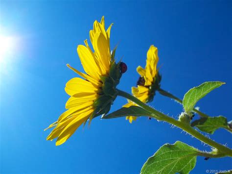 Sunflower & Grass - Josh X