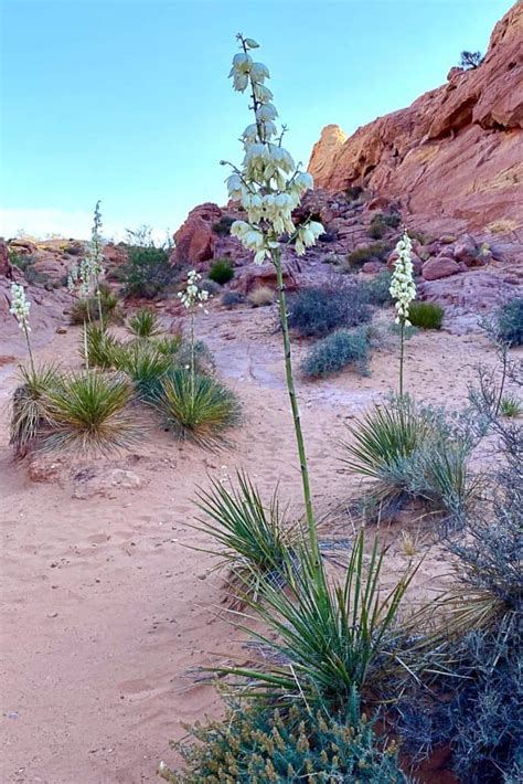 White Domes Trail (Valley of Fire, NV) - Champagne Tastes®