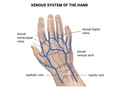 Visible Hand Veins and Why You Have Them? - Vein & Endovascular Medical ...