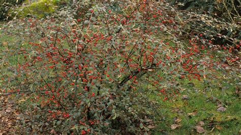 Cotoneaster Plant: Everything About The Cotoneaster Shrub - Theyardable