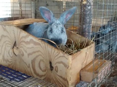 Nest Box Info - Brick House Acres Rabbitry | Rabbit nesting box, Rabbit ...